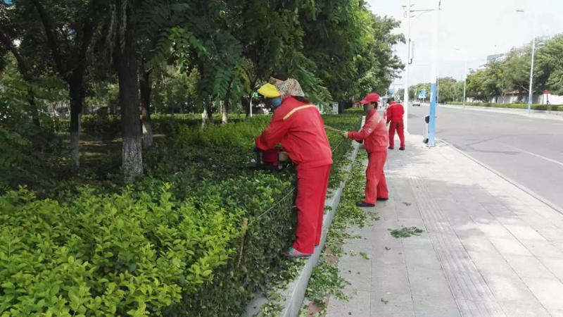 杭州园艺公司的秘密武器：打造绿色生活的艺术
