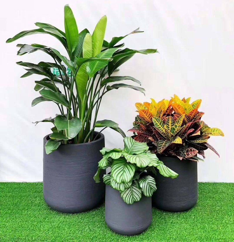 植物租摆