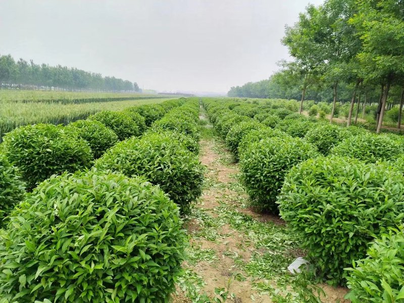花卉租赁，为你的空间添彩